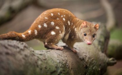 Tiger quoll on a tree branch
